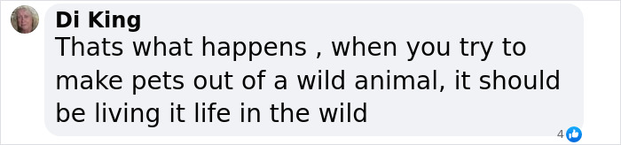Comment by Di King warning about dangers of trying to pet a wild animal instead of letting it live freely in the wild. Comment by Di King warning about dangers of trying to pet a wild animal instead of letting it live freely in the wild.