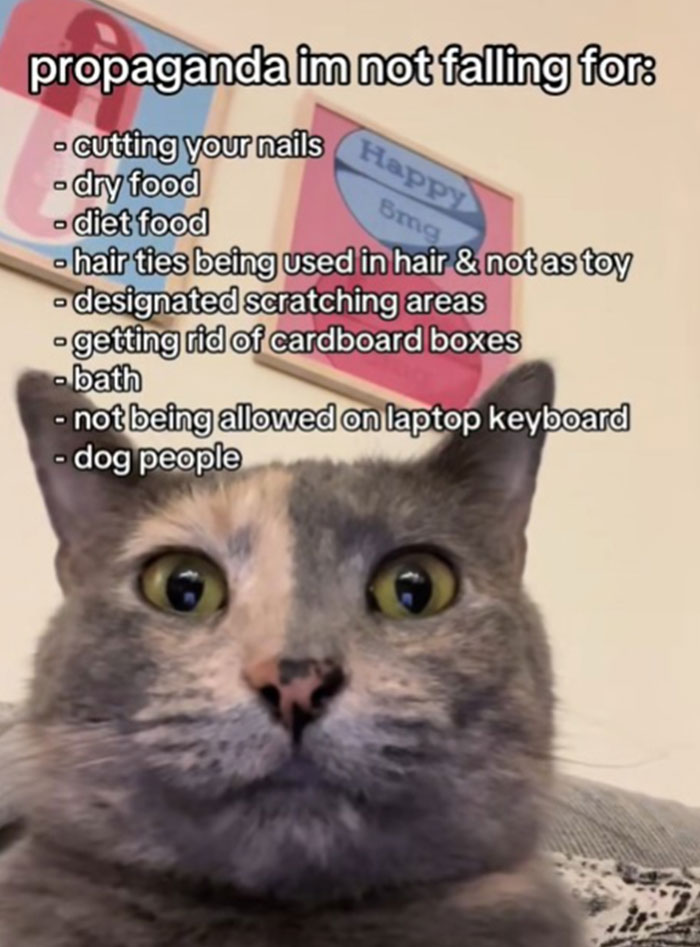 Close-up of a cat with text listing types of propaganda the cat refuses to fall for, including dry food and laptop rules.