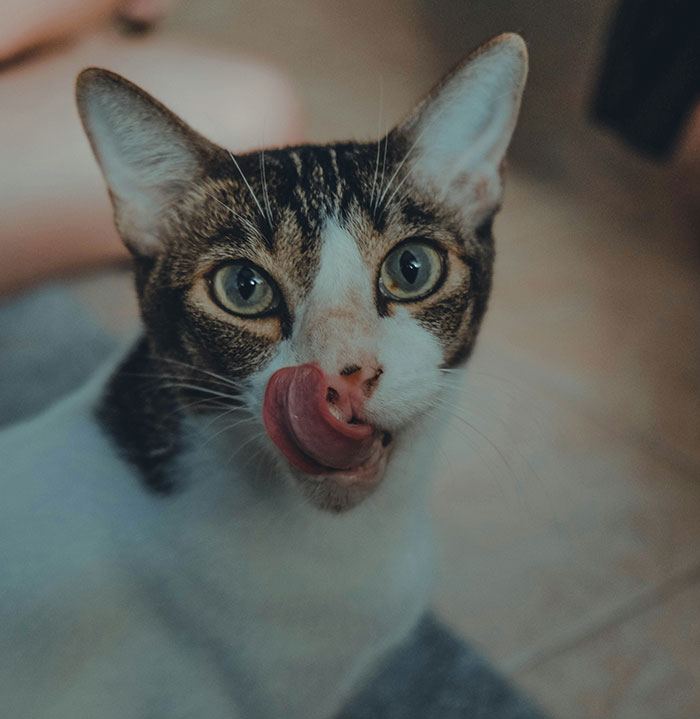 Close-up of a cat licking its nose, illustrating sibling relationships affected by narcissists and sociopaths.