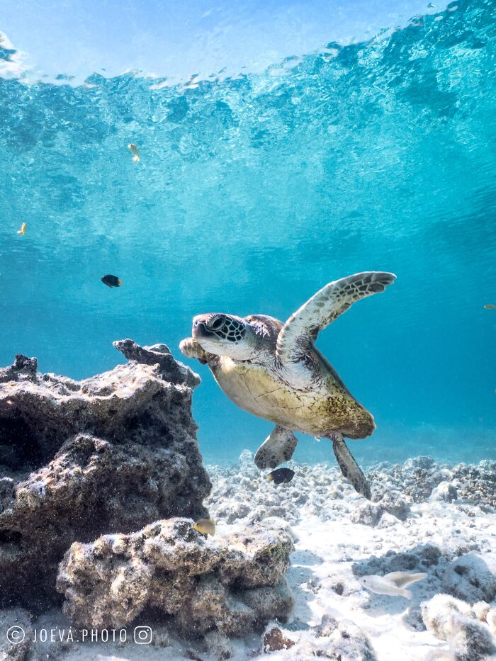 Underwater sea turtle swimming near coral reef, showcasing the magic of the ocean in vibrant blue waters.