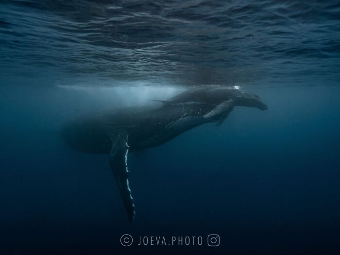 Underwater shot of a whale swimming in the ocean, showcasing the magic of ocean wildlife photography.