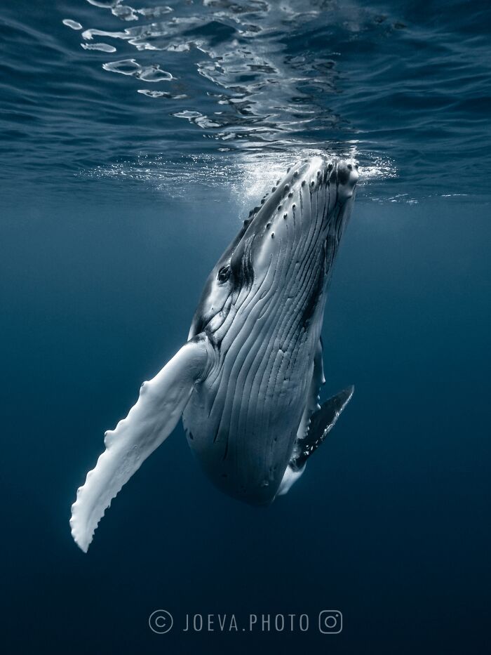 Humpback whale captured underwater, showcasing the magic of the ocean in detailed marine wildlife photography.