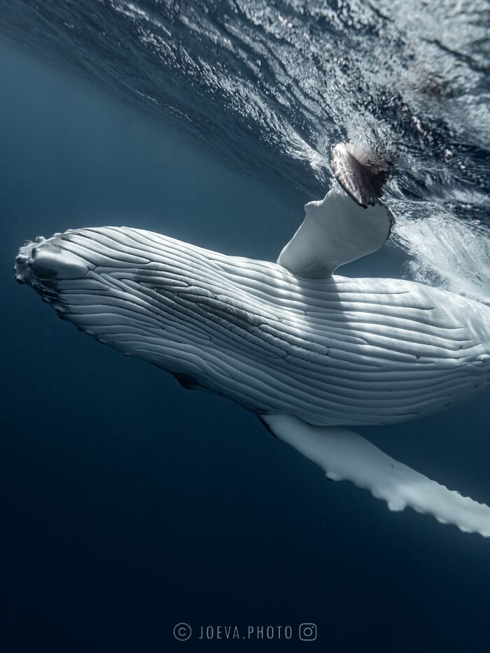 Underwater close-up of a whale, showcasing the magic of the ocean captured by a traveling photographer.