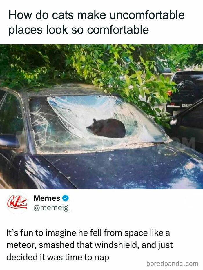 Black cat napping on a broken car windshield surrounded by greenery showing funny posts about barely holding it together.