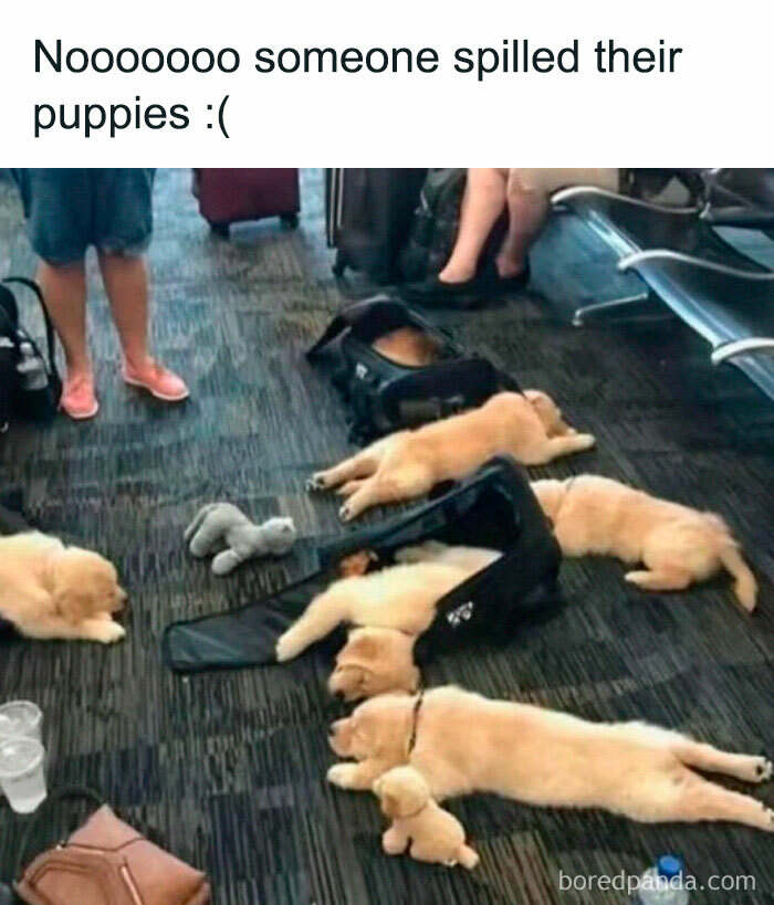 Several puppies spilled out of a bag and are lying on the floor, capturing a funny moment about barely holding it together.