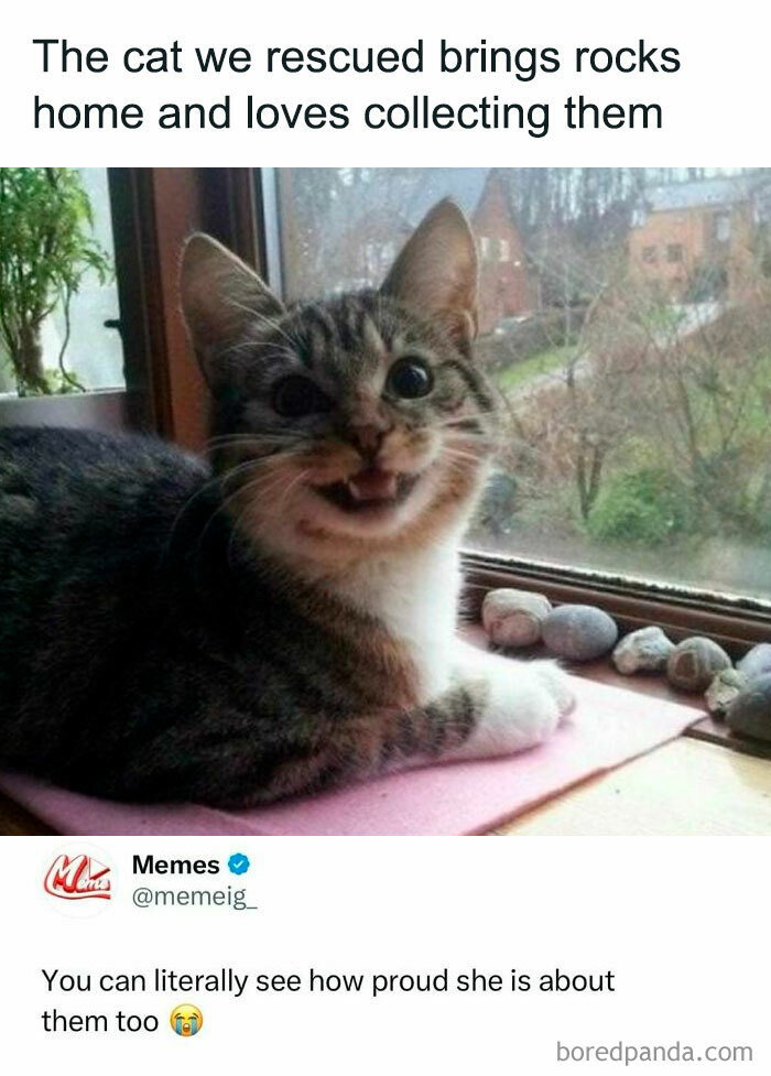 Smiling cat sitting by a window with a collection of rocks, capturing a funny post about barely holding it together.
