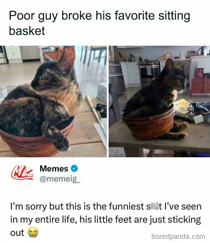 Cat barely holding it together in a broken sitting basket with feet sticking out, illustrating funny relatable moments.