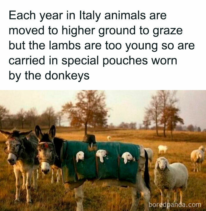 Donkeys carrying lambs in special pouches in a field, a funny post showing animals barely holding it together.