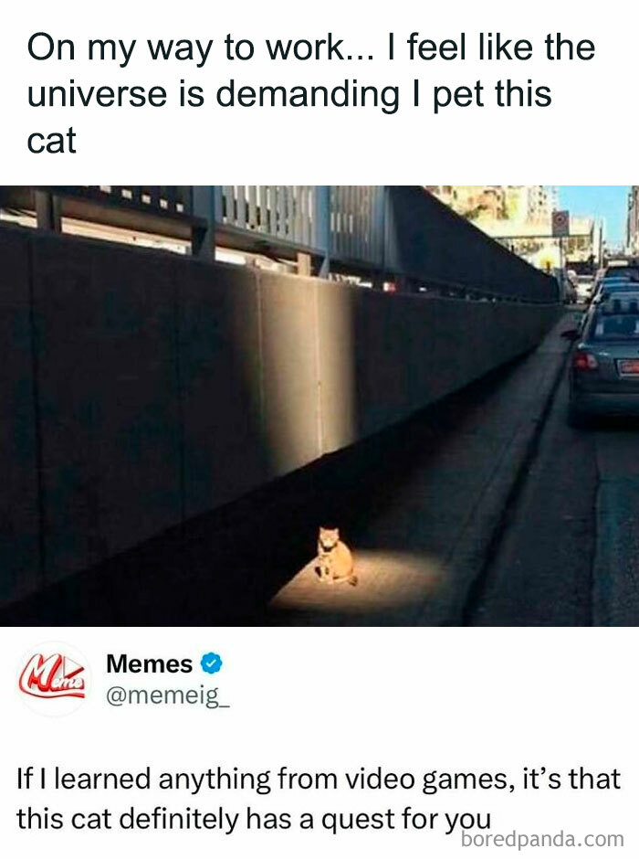 Cat sitting in a spotlight on a sidewalk with a humorous post showing relatable funny moments of barely holding it together.