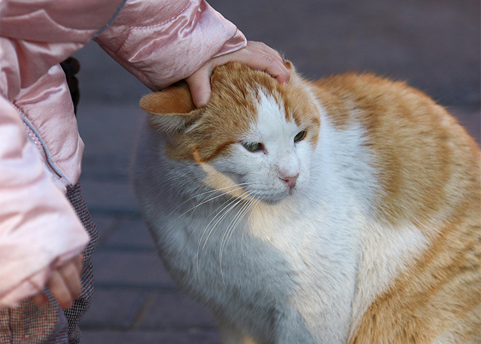 Cat Teaches Aggressive Child Not To Hurt Animals After Parents Failed To Do So
