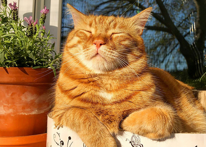 Cat Teaches Aggressive Child Not To Hurt Animals After Parents Failed To Do So