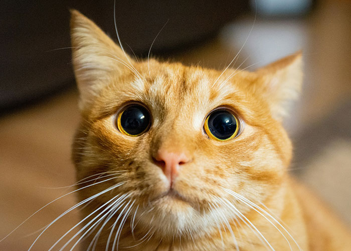 Cat Teaches Aggressive Child Not To Hurt Animals After Parents Failed To Do So