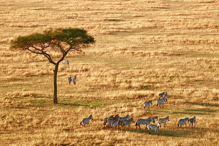 A herd of zebras grazing near a lone acacia tree in a vast golden savannah, showcasing natural wonders.
