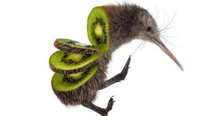 A whimsical kiwi bird with wings made of kiwi fruit slices, illustrating a hilarious moment of confusion about trees.