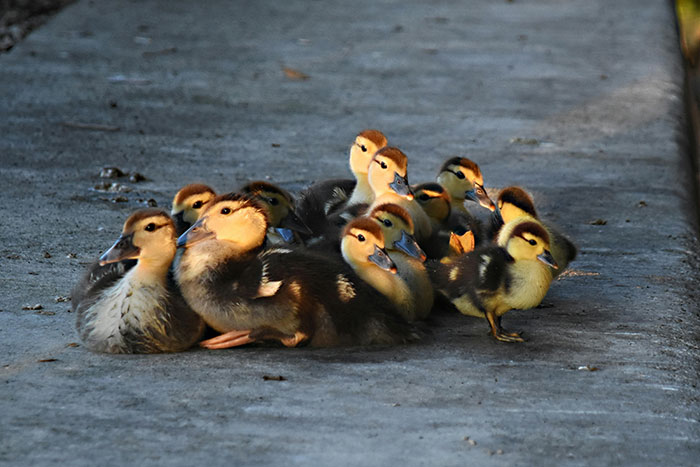 A group of ducklings resting on a paved surface with warm sunlight highlighting their yellow and brown feathers.