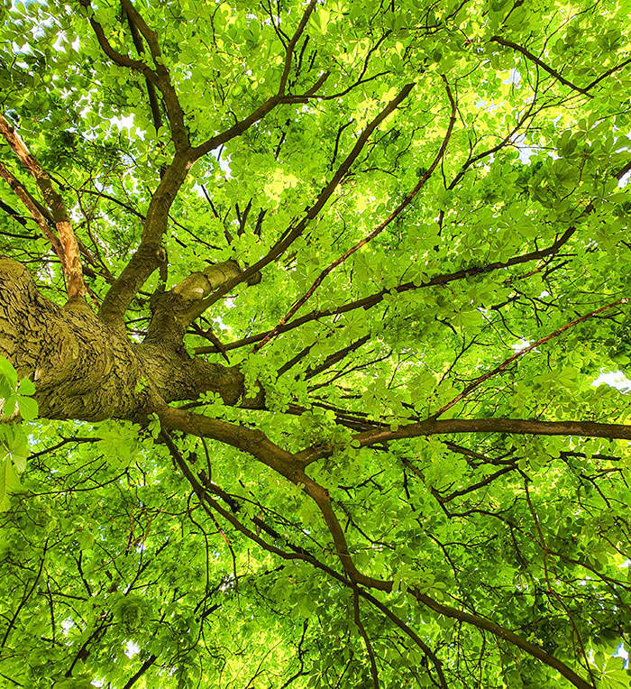 View looking up at green tree branches and leaves showing wind is made by trees concept in nature.