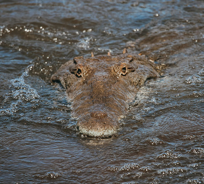 Close-up of a crocodile swimming in water, illustrating huge risks taken for no logical reason.