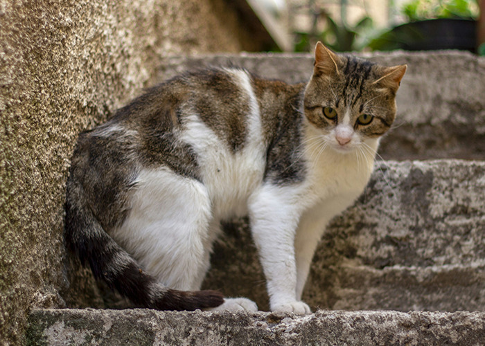 Tabby cat standing on outdoor stone steps, symbolizing raw stories of parents disowning their kids in harsh family splits.