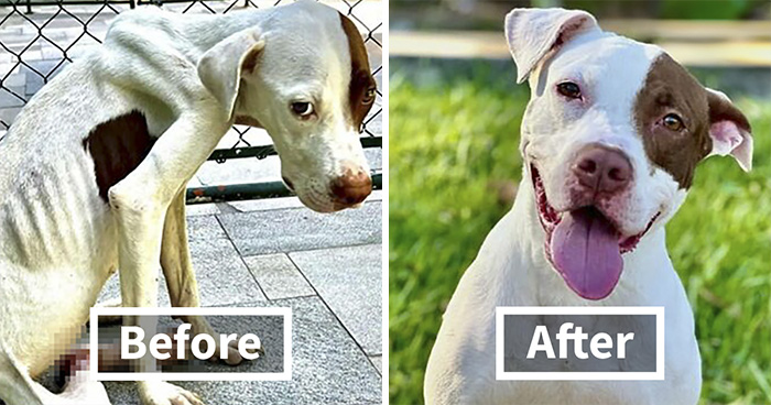35 Unforgettable Dog Before-And-After Transformations That Show The Power Of Compassion