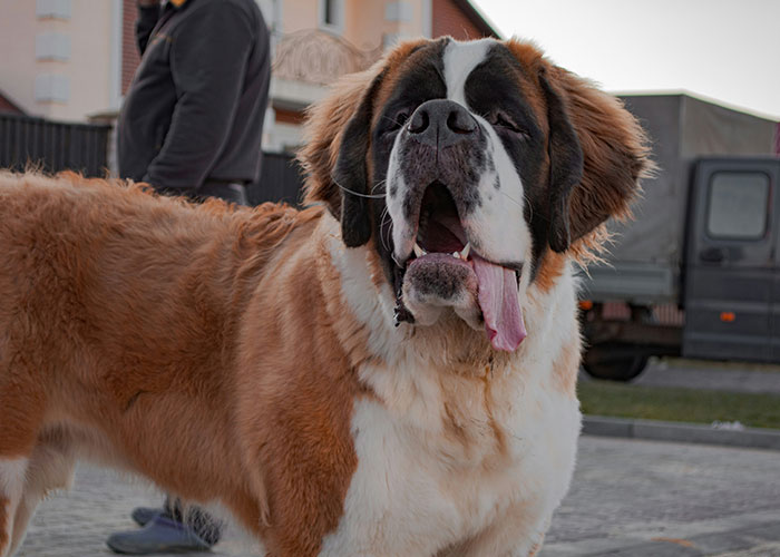 Large Saint Bernard dog standing outside near a person, illustrating safety tips women use for protection today.