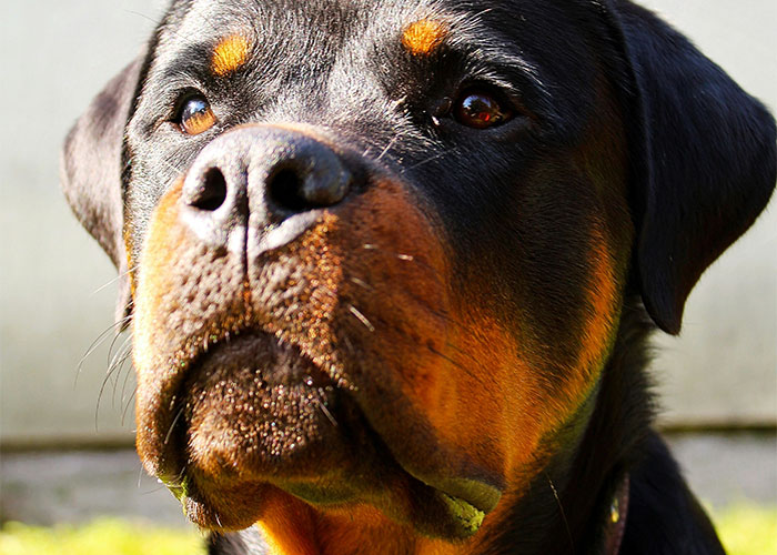 Close-up of a vigilant Rottweiler dog symbolizing protective safety tips women use for personal security today.