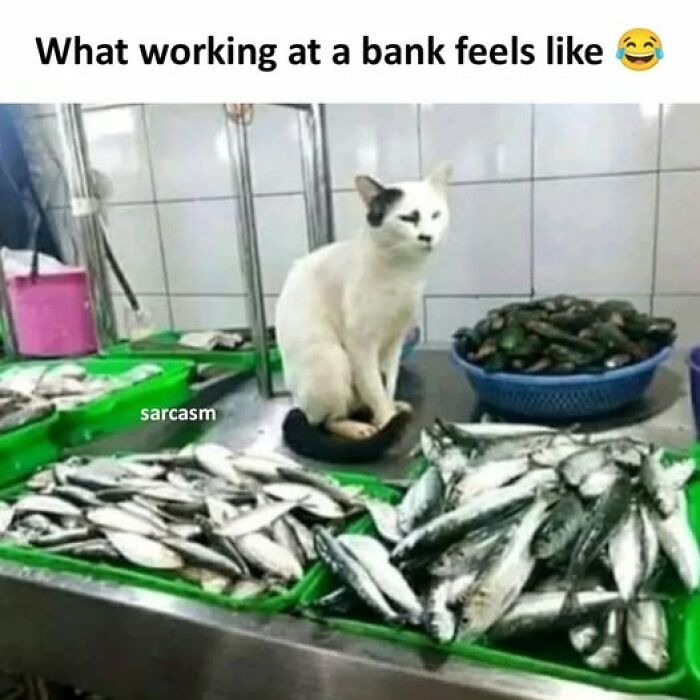 Sarcastic meme showing a cat sitting on fish at a market with caption about working at a bank humorously.