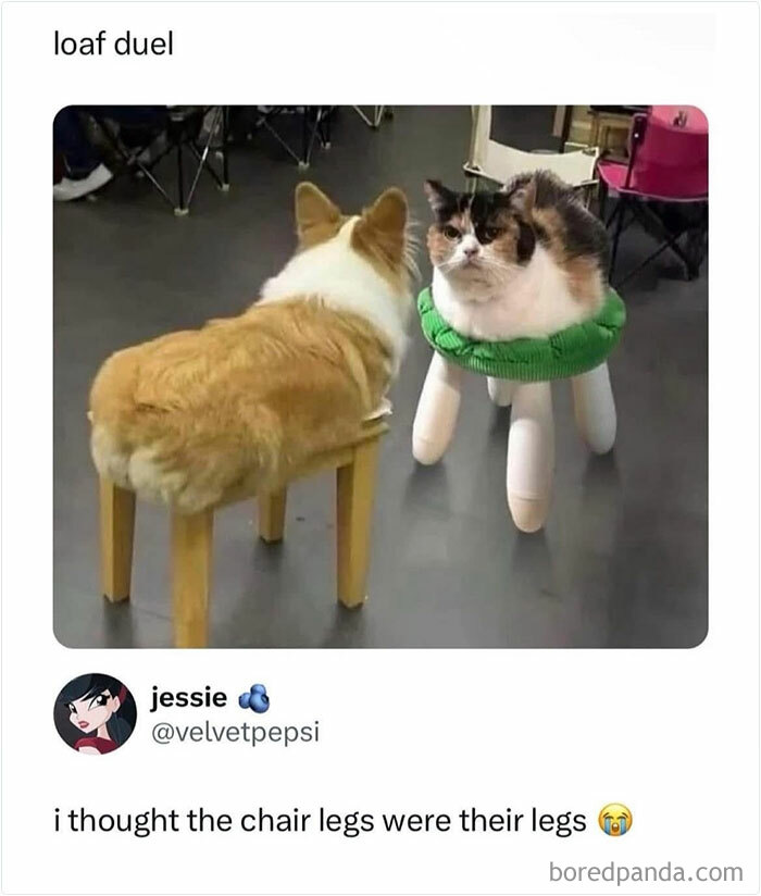 Side-by-side corgi and cat memes with chair legs creating a funny random meme illusion.