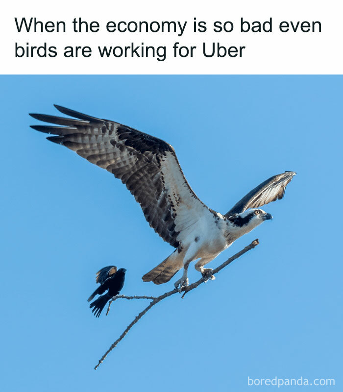 Bird flying off a branch with a smaller bird perched, funny random memes illustrating tough economy and giggle moments.