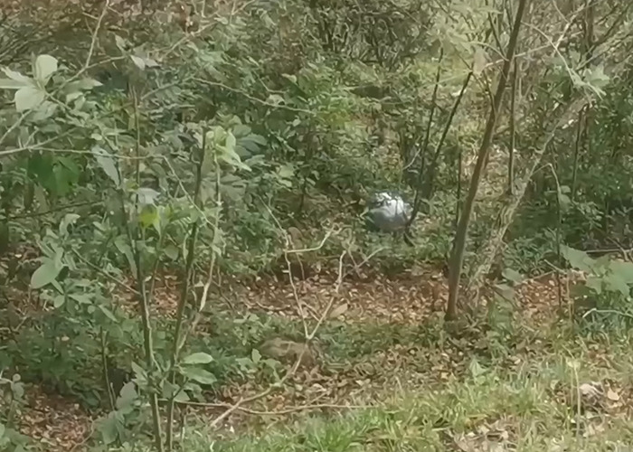 UFO found in dense forest with ominous writing about origin of birth as scientists respond to the discovery.