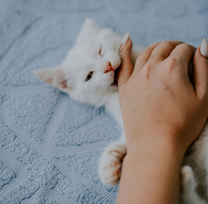 White cat biting a person's hand on a blue textured blanket, highlighting symptoms that may require immediate medical attention.