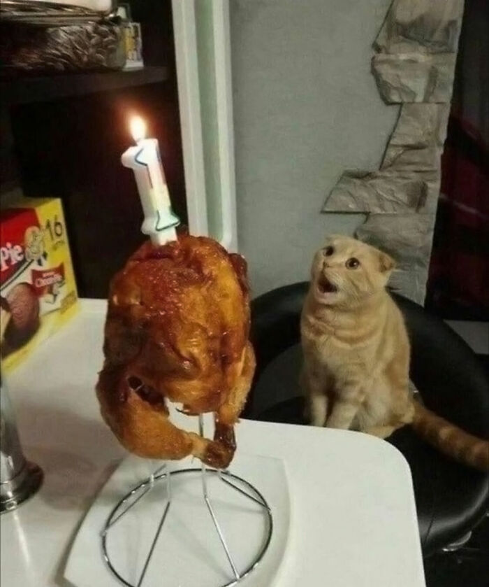 Surprised cat sitting at a table with a roasted chicken holding a lit candle in a humorous animal pic.