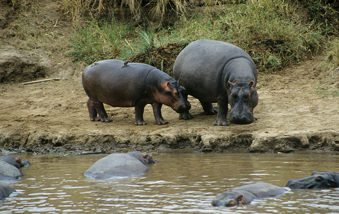 Two hippos standing near muddy water surrounded by other hippos, illustrating moments people didn’t know someone could be so stupid.