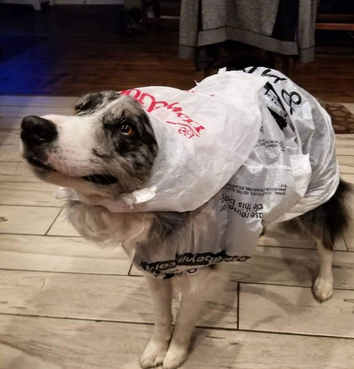 Dog wearing a plastic bag as a costume, showing one of the funny moments of animals making life better.