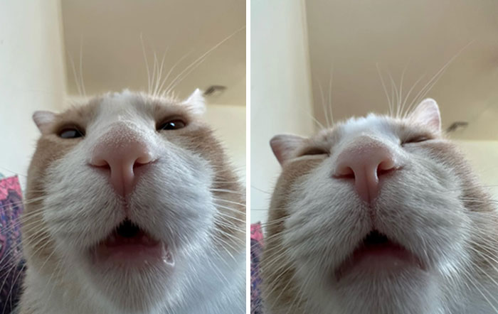 Close-up of a cat making silly faces, showcasing animals making our lives better with their playful expressions.