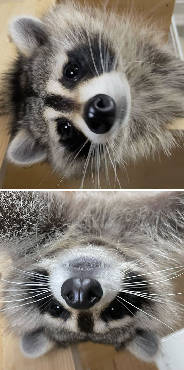 Close-up photos of a raccoon showcasing animals making our lives better with their playful and silly behavior