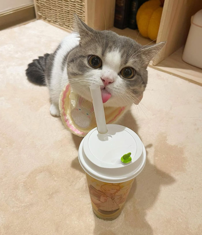 Gray and white cat wearing a bib licking a drink straw, showcasing silly little animal behavior that brightens our lives.