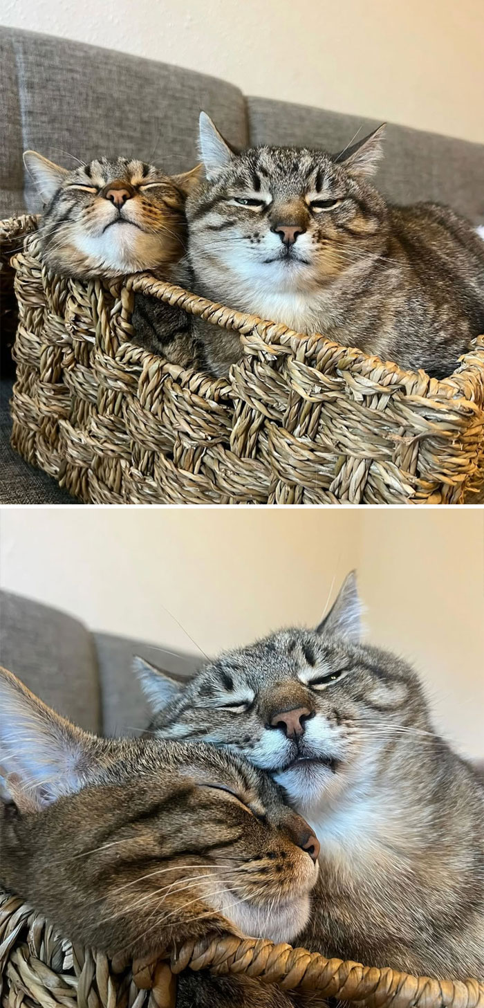Two silly little cats snuggling closely in a woven basket, showing how animals make our lives better with their charm.