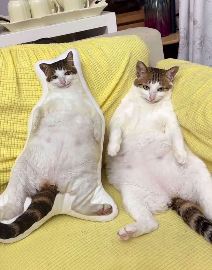 Chubby cat lounging on a yellow blanket next to a pillow printed with a silly cat photo, showcasing animals making life better.