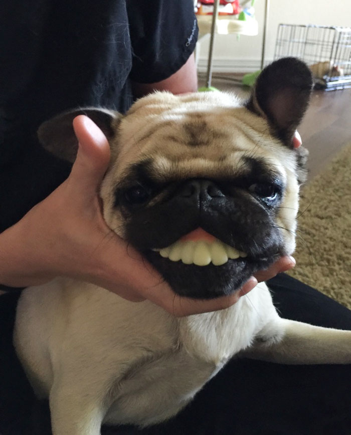Pug dog wearing novelty fake teeth held by person, showcasing silly behavior that animals bring to our lives.