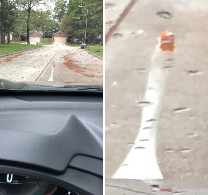 A silly goose standing in the middle of the road, making animals' playful moments brighten our lives.