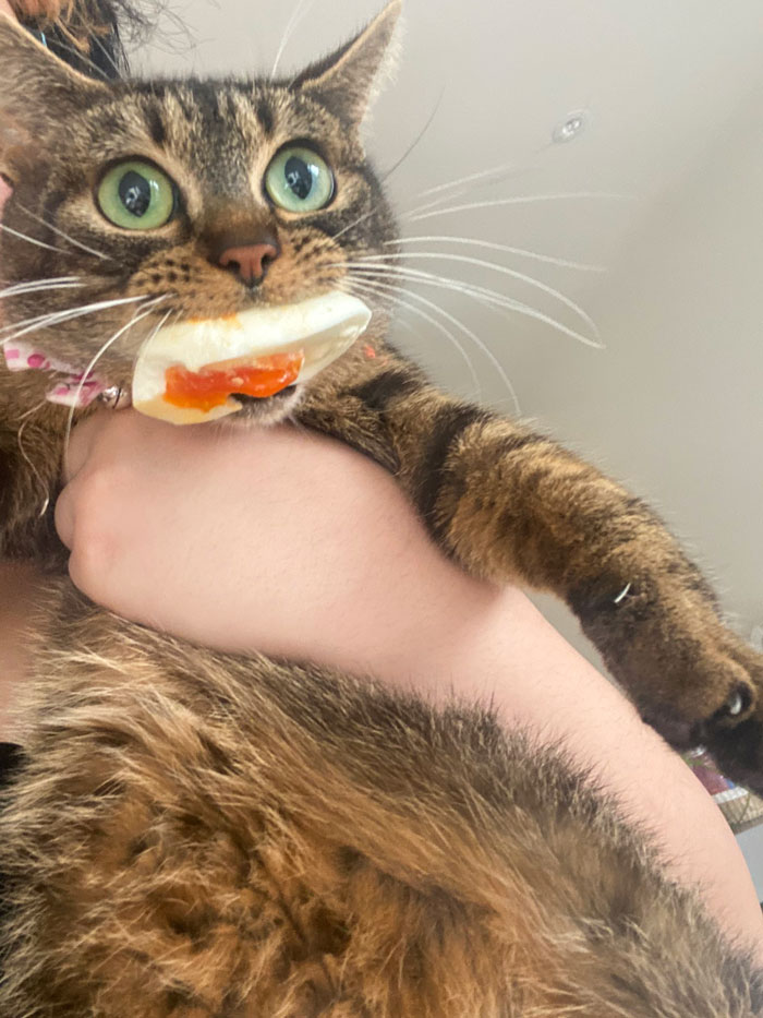 Tabby cat with wide green eyes holding a piece of food in its mouth, showing silly little animal behavior.