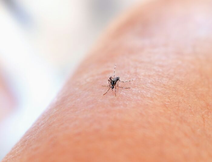 Close-up of a mosquito on smooth skin, illustrating a rare genetic trait winning the genetic lottery without shaving.