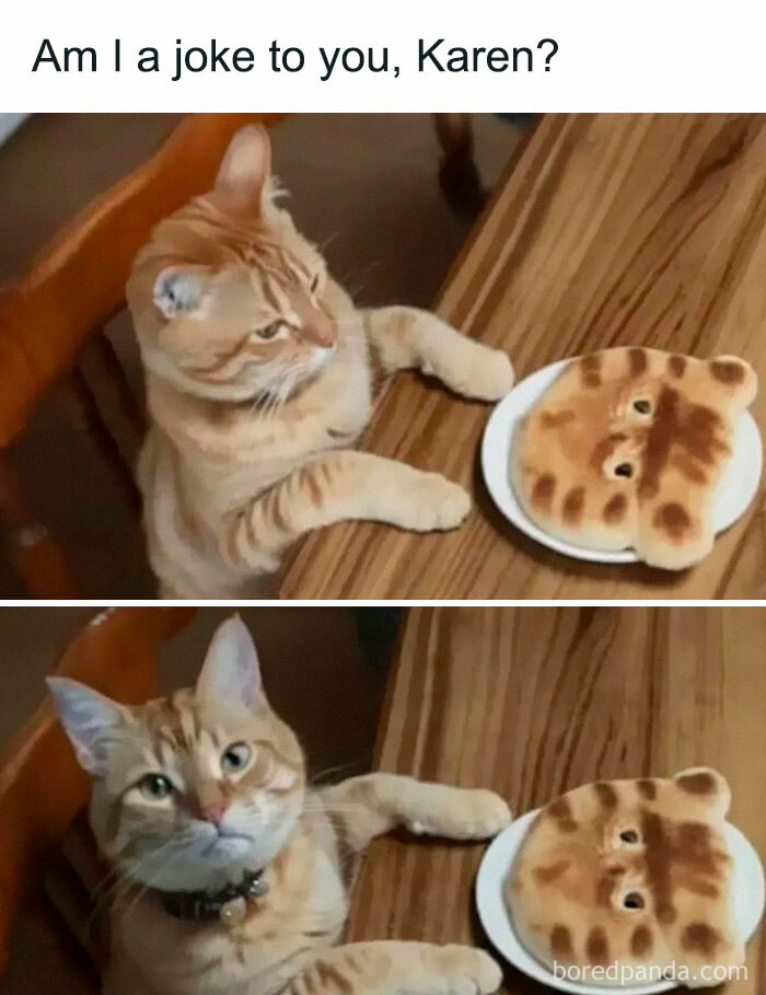 Orange tabby cat sitting at a table looking at toast shaped like a cat's face, funny random memes for brain break.