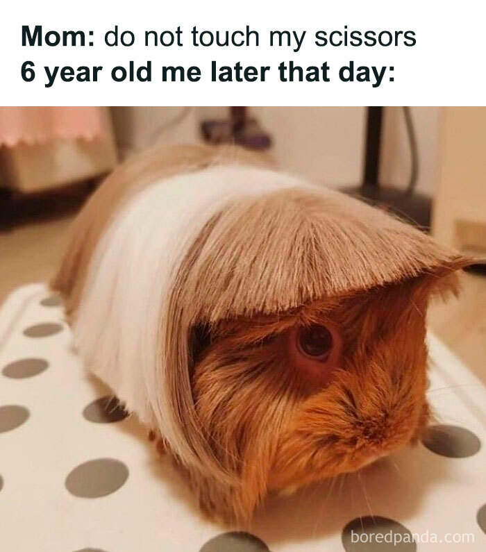 Guinea pig with hair styled like a blunt cut, humorous meme perfect for random memes when your brain needs a break.