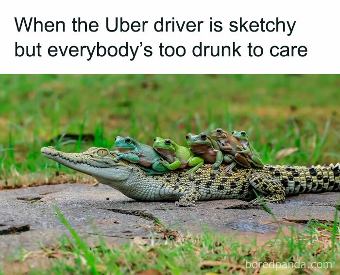 A group of frogs riding on a crocodile’s back, illustrating random memes for when your brain needs a break.