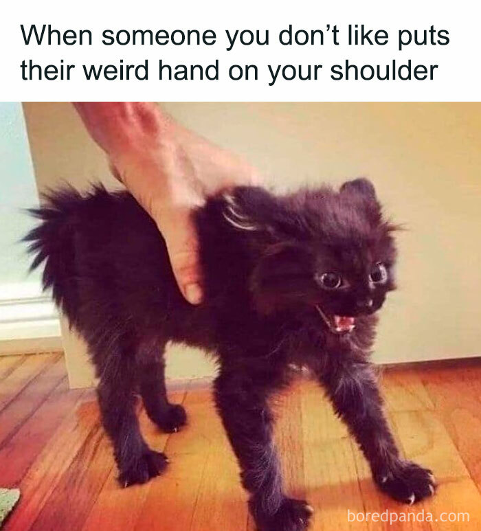Black cat hissing and recoiling as a weird hand touches its shoulder, a funny random meme for brain break moments.