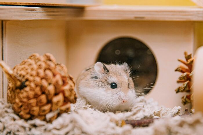 Small hamster inside wooden enclosure with pine cones and bedding, symbolizing weirdest ways to earn quick money.