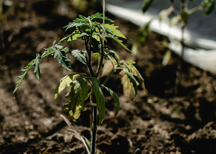 Young tomato plant growing in soil, symbolizing growth and revealing dark family secrets as adults understand them.