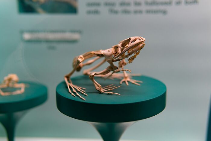 Frog skeleton displayed on a pedestal, an interesting and weird find shared by doctors and morticians.