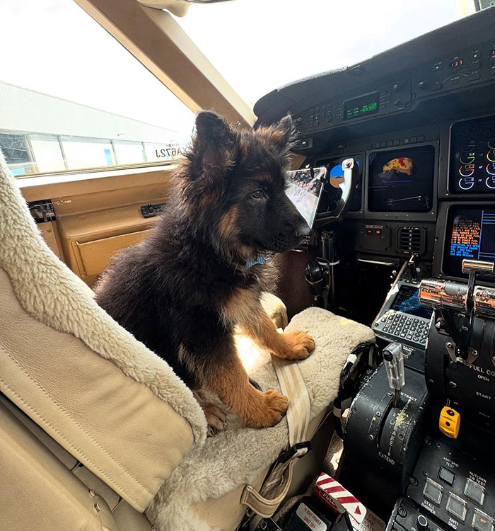 Puppy sitting in airplane cockpit seat, highlighting Sydney Sweeney slammed for parading puppy on Met Gala red carpet. Puppy sitting in airplane cockpit seat, highlighting Sydney Sweeney slammed for parading puppy on Met Gala red carpet.
